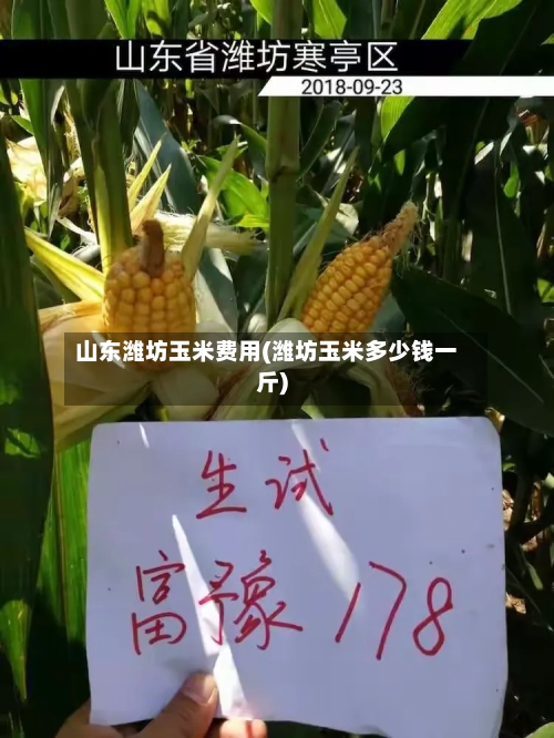 山东潍坊玉米费用(潍坊玉米多少钱一斤)-第3张图片