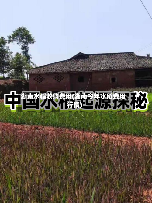 湖南水稻收购费用(湖南今年水稻费用行情)-第3张图片