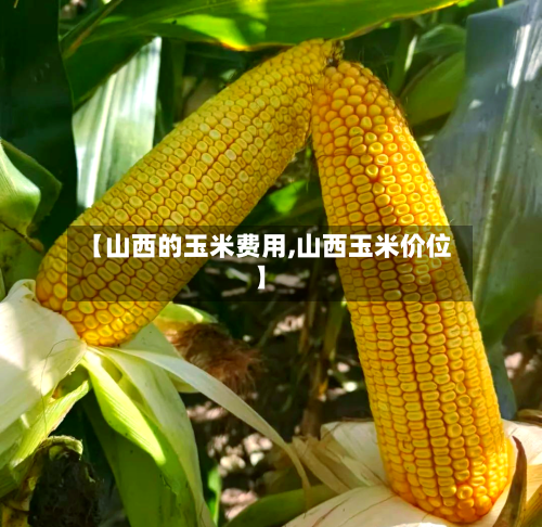 【山西的玉米费用,山西玉米价位】-第2张图片