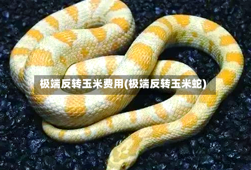 极端反转玉米费用(极端反转玉米蛇)-第3张图片