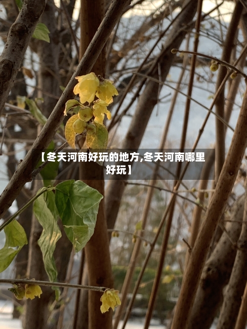 【冬天河南好玩的地方,冬天河南哪里好玩】-第2张图片
