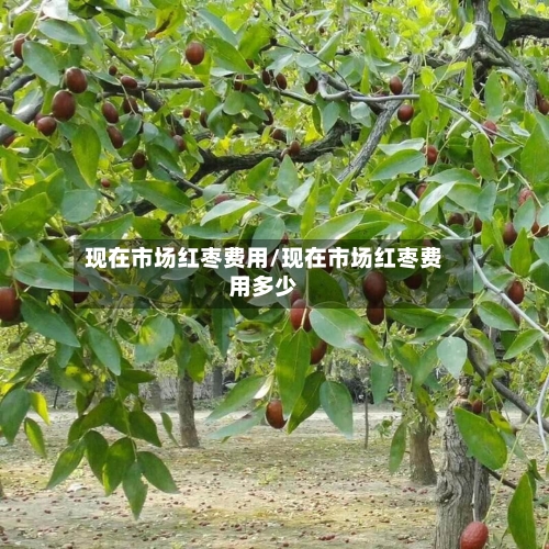 现在市场红枣费用/现在市场红枣费用多少-第2张图片