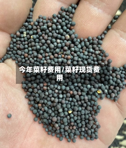 今年菜籽费用/菜籽现货费用