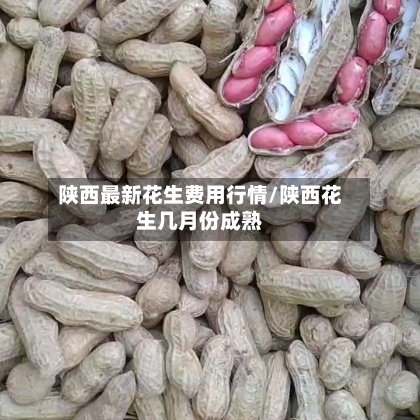 陕西最新花生费用行情/陕西花生几月份成熟-第2张图片