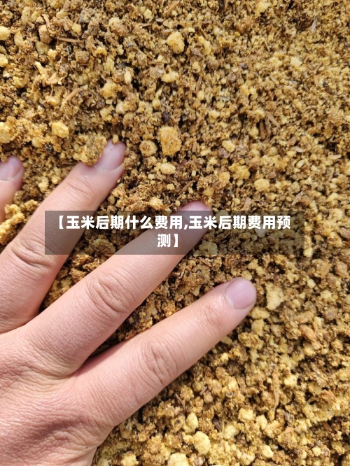 【玉米后期什么费用,玉米后期费用预测】-第3张图片