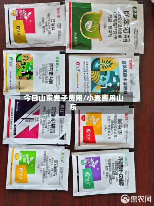 今日山东麦子费用/小麦费用山东
