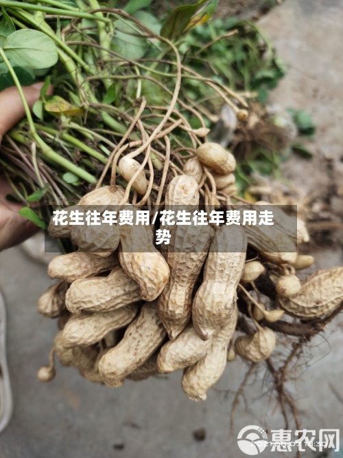 花生往年费用/花生往年费用走势