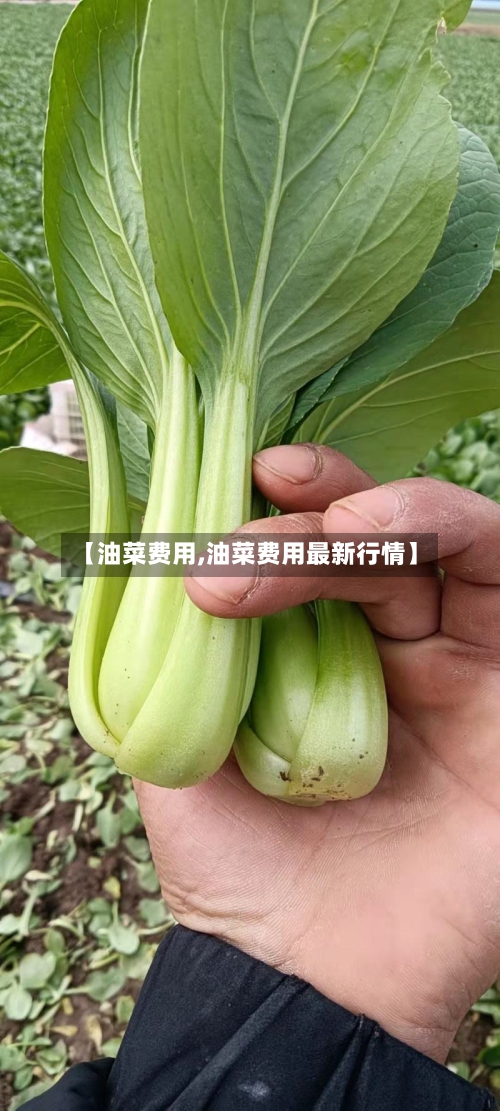 【油菜费用,油菜费用最新行情】-第2张图片