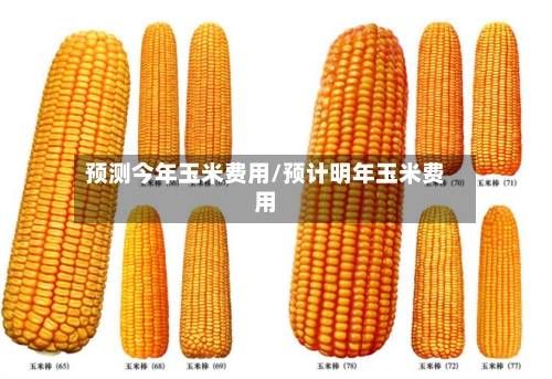 预测今年玉米费用/预计明年玉米费用