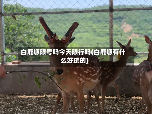 白鹿塬限号吗今天限行吗(白鹿塬有什么好玩的)
