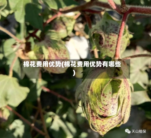 棉花费用优势(棉花费用优势有哪些)-第2张图片