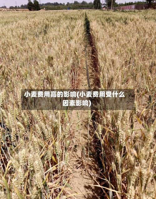 小麦费用高的影响(小麦费用受什么因素影响)