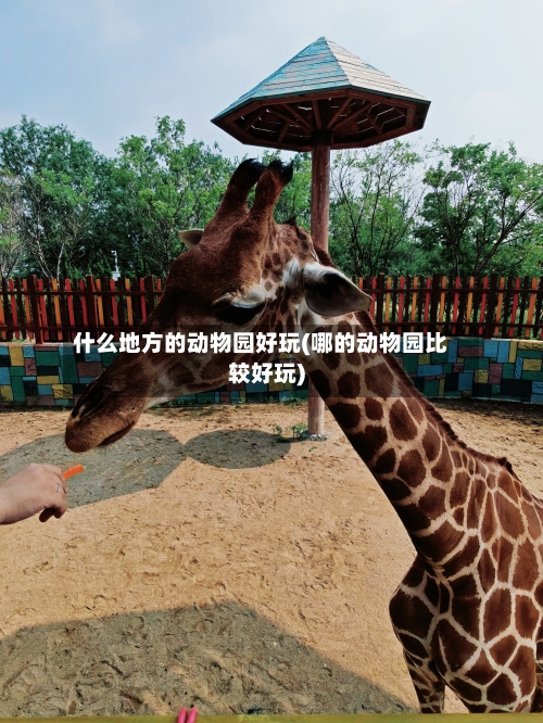 什么地方的动物园好玩(哪的动物园比较好玩)