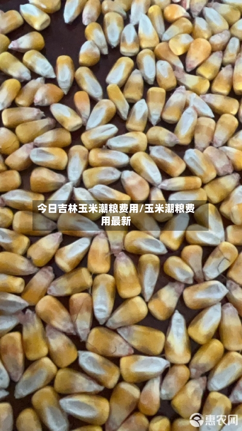 今日吉林玉米潮粮费用/玉米潮粮费用最新