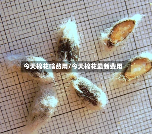 今天棉花啥费用/今天棉花最新费用-第2张图片