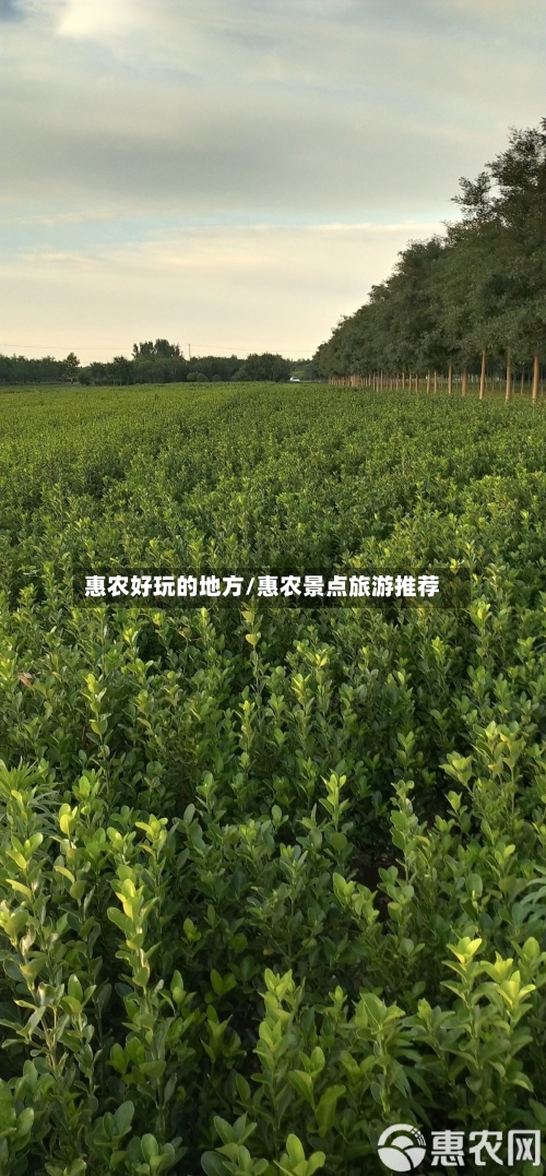 惠农好玩的地方/惠农景点旅游推荐-第2张图片