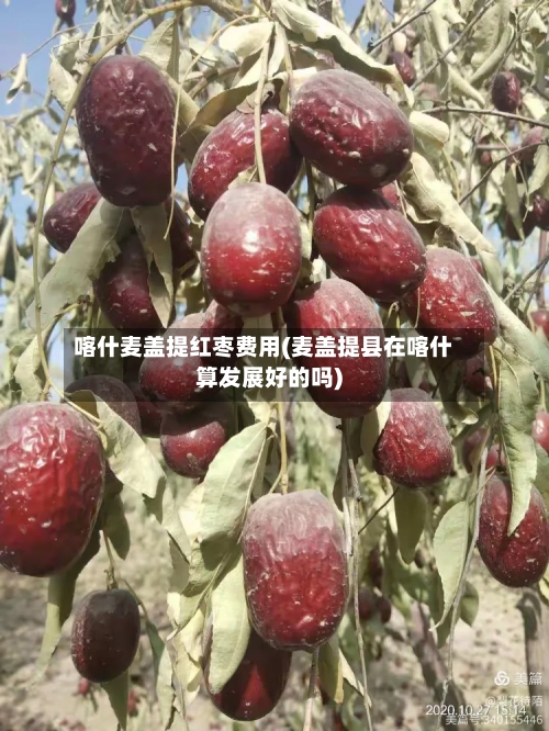 喀什麦盖提红枣费用(麦盖提县在喀什算发展好的吗)