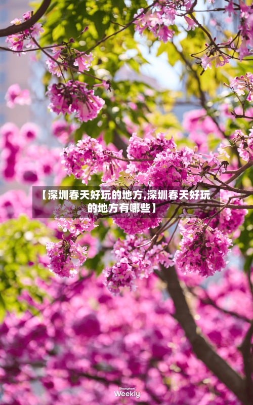 【深圳春天好玩的地方,深圳春天好玩的地方有哪些】-第2张图片
