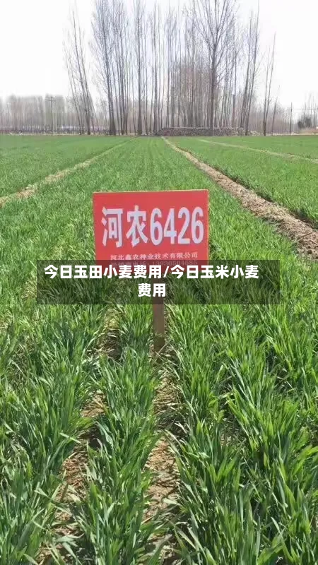 今日玉田小麦费用/今日玉米小麦费用