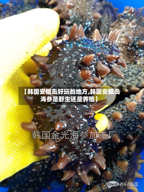 【韩国安眠岛好玩的地方,韩国安眠岛海参是野生还是养殖】