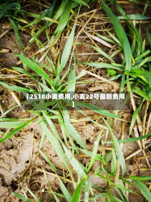 【2518小麦费用,小麦22号最新费用】-第2张图片