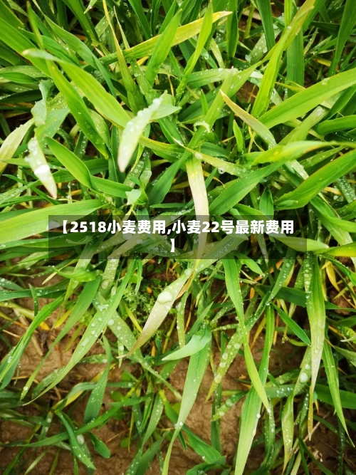 【2518小麦费用,小麦22号最新费用】