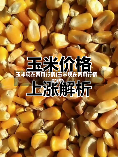 玉米现在费用行情(玉米现在费用行情如何)-第3张图片