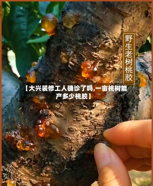【大兴装修工人确诊了吗,一亩桃树能产多少桃胶】